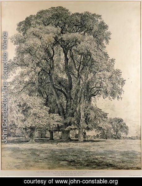 Elm trees in Old Hall Park, East Bergholt, 1817