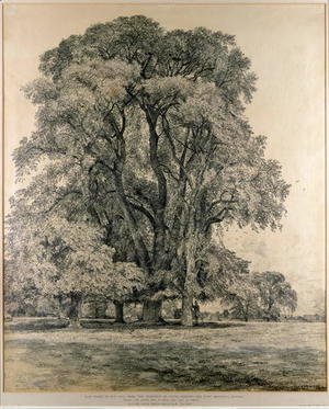 John Constable - Elm trees in Old Hall Park, East Bergholt, 1817