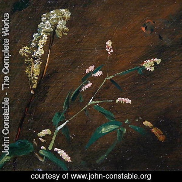 John Constable - Flower Studies: Persicaria and Meadowsweet