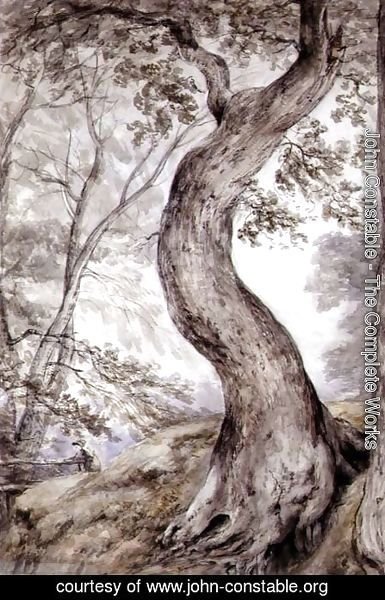 Tree at Helmingham, c.1800