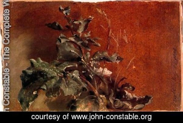 John Constable - Study of plants